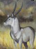 "Waterbuck"