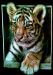 Curious Tiger Cub