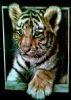 "Curious Tiger Cub"