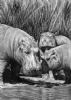 "Hippo Family"