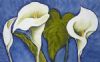 "SA Arum Lily"