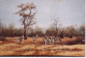 "Zebras in Bushveld"