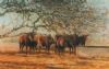 "cattle at trough"