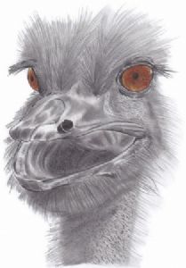 "Ostrich Funny Face"