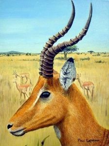 "Impala Ram"