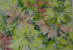 "Poinsettia"