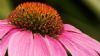 "Echinacea"