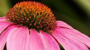 "Echinacea"