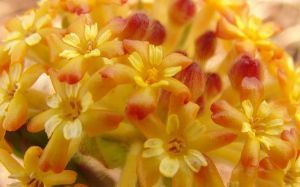 "Lesser Yellow Head"