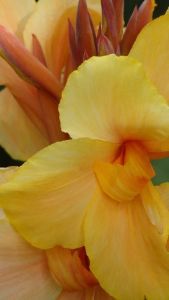 "Canna"