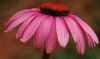 "Echinacea 2"