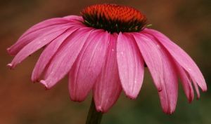 "Echinacea 2"