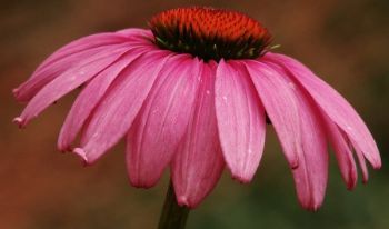 "Echinacea 2"