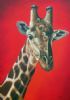 "Giraffe"