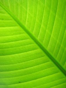 "Green"