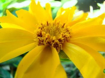 "Yellow"
