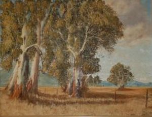 "bluegum trees"