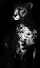 "Spotted Shadow"