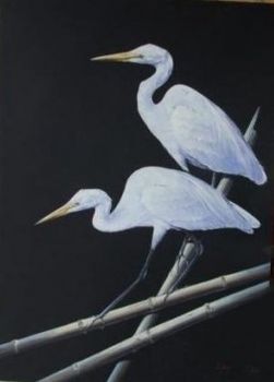 "Great White Egrets"