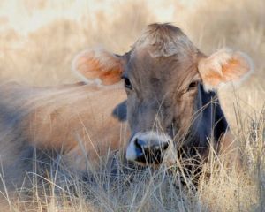 "Brown Cow"