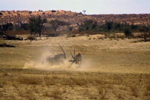 "Duel of the Desert No. 7 of 32"