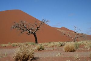 "Into the Namib No. 4 of 35"