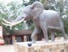"Elephant"