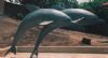 "Dolphins"