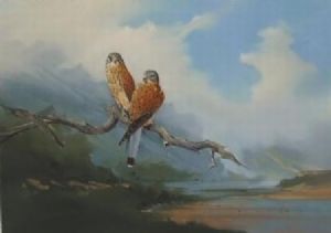 "Rock Kestrels"