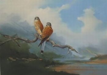 "Rock Kestrels"