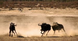 "Wildebeest Rut No. 6 of 35"