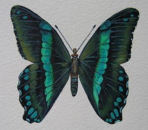 "Green Banded Swallowtail"