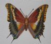 "Foxy Charaxes"