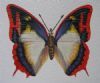 "Flame Bordered Charaxes"