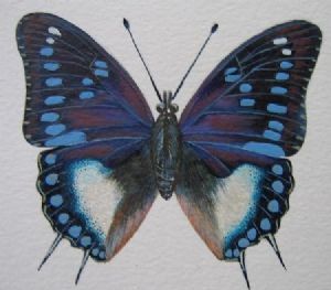"Blue Spotted Charaxes"