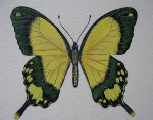 "Mocker Swallowtail"