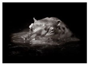 "Hippopotamus in Pool"