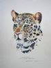 "Leopard Illustration 004"