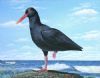 "Black Oystercatcher"