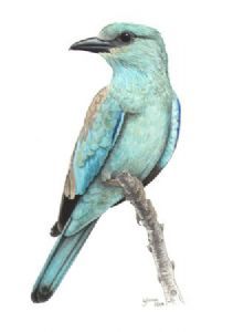 "European Roller"