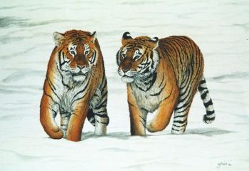 "Siberian Tigers"