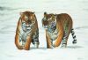"Siberian Tigers"