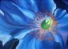 "Blue Poppy"