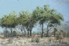 "Afternoon Shower Kruger Park"