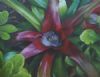 "Bromeliad"