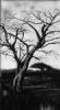 "Witsand tree in the Kalahari"