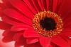 "Red Gerbera"