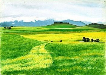 "Western Cape Farmfields 1. Canola"