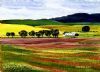 "Western Cape Farmfields 2. Canola"