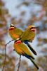 "Bee-eater Trio"